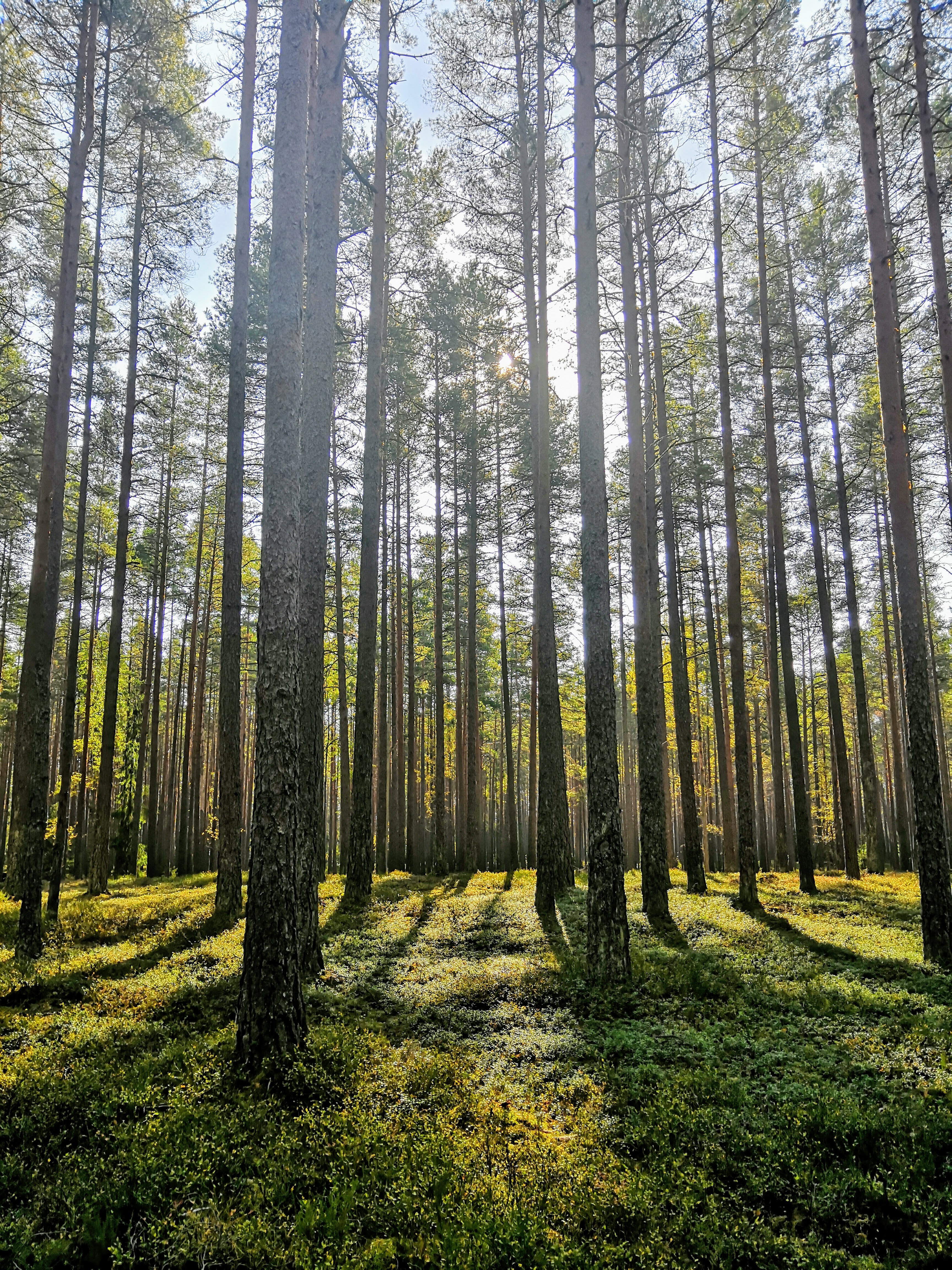 metsä